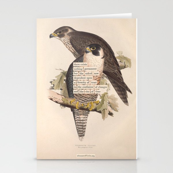 Bird Divinations: Peregrine Falcon (About: Almanacofbirds.Org) Stationery Card