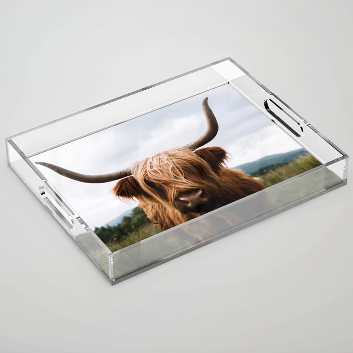 Scottish Highland Cattle Portrait Acrylic Tray