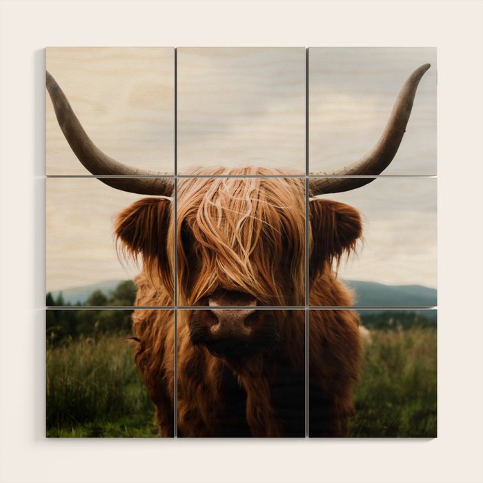 Scottish Highland Cattle Portrait Wood Wall Art