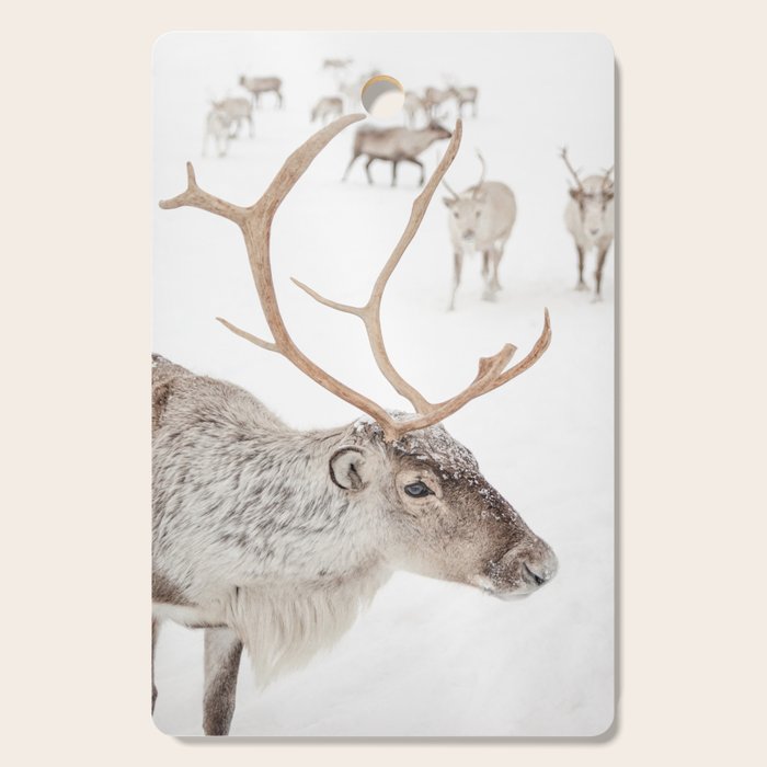 Reindeer With Antlers Art Print | Tromsø Norway Animal Snow Photo | Arctic Winter Travel Photography Cutting Board