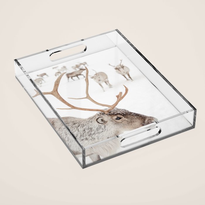 Reindeer With Antlers Art Print | Tromsø Norway Animal Snow Photo | Arctic Winter Travel Photography Acrylic Tray