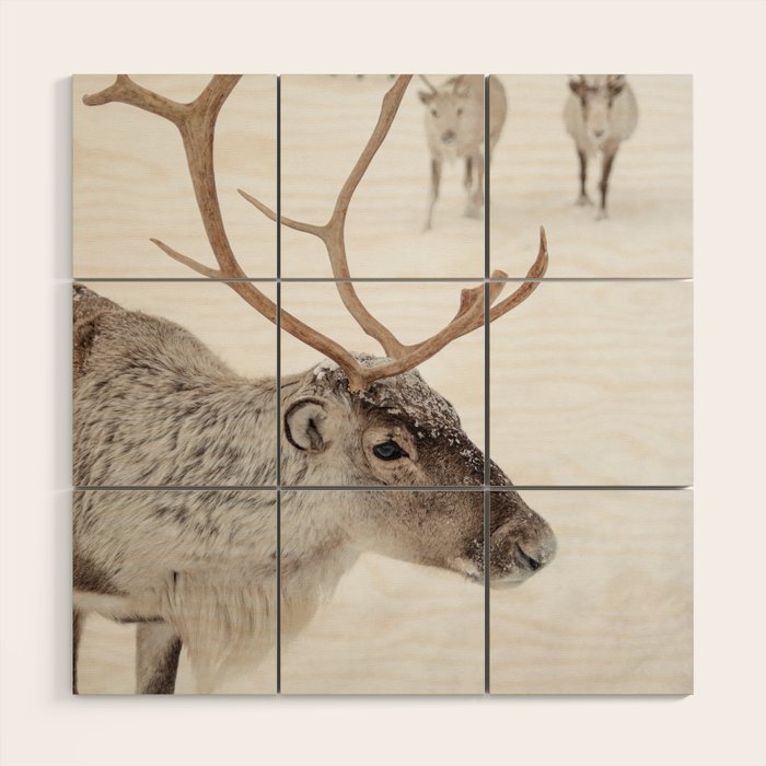 Reindeer With Antlers Art Print | Tromsø Norway Animal Snow Photo | Arctic Winter Travel Photography Wood Wall Art