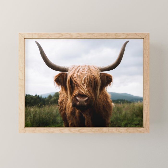 Scottish Highland Cattle Portrait Mini Art Print