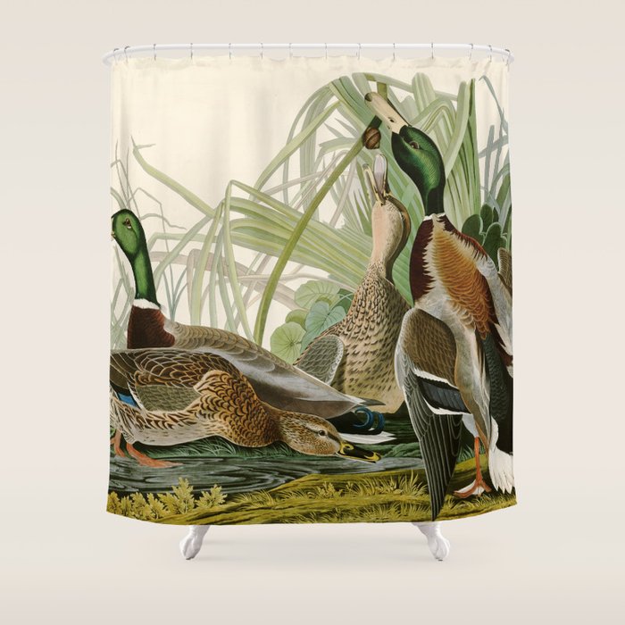 Mallard Duck - John James Audubon Birds Of America Shower Curtain