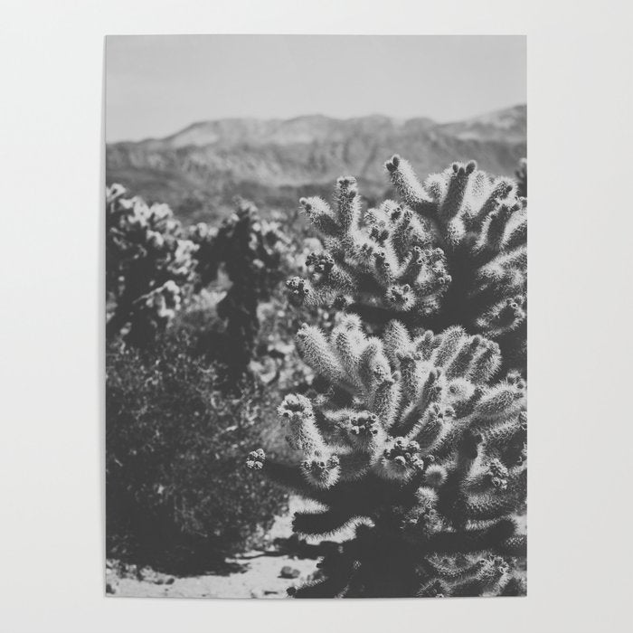 Cholla Cactus Garden (Black + White) Poster