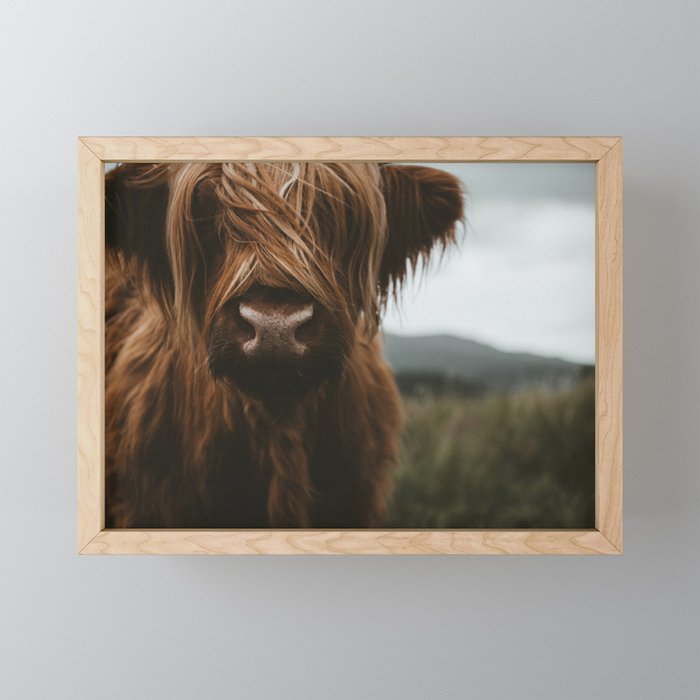 Animal Photography - Scottish Highland Cattle Mini Art Print