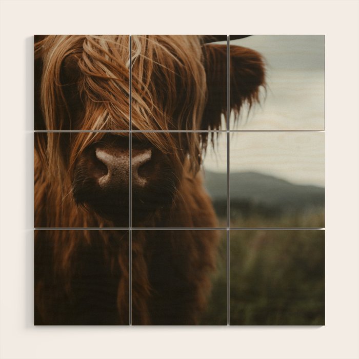 Animal Photography - Scottish Highland Cattle Wood Wall Art