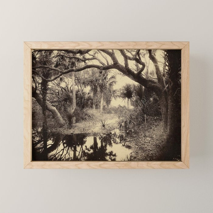 Live Oaks And Palmetto Everglades Florida 1886 - Vintage Photo By George Barker Mini Art Print