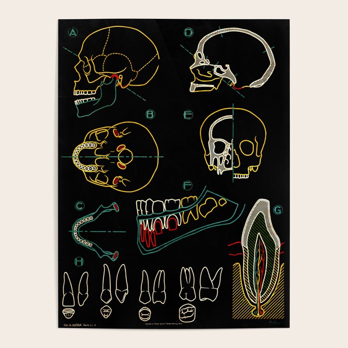 Paul Sougy: The Human Skull, 1950s (Proceeds Benefit The Nature Conservancy) Poster