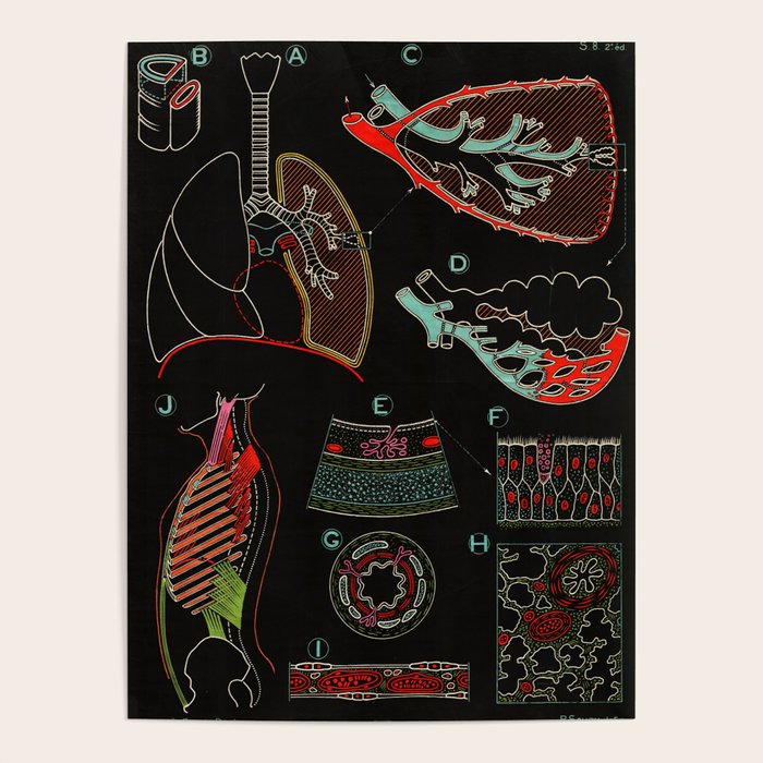 Paul Sougy: The Human Lung, 1957 (Proceeds Benefit The Nature Conservancy) Poster