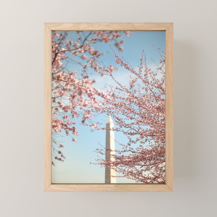 Washington Dc Cherry Blossoms Mini Art Print