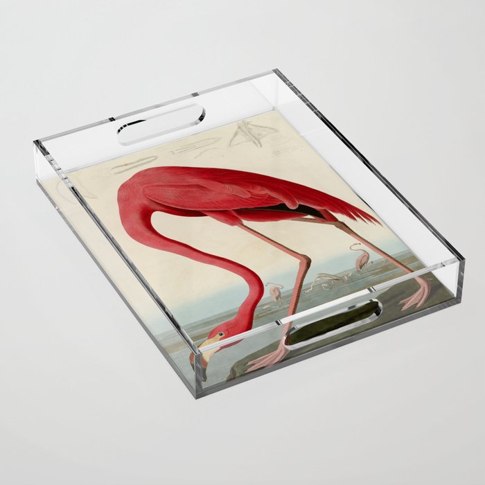 American Flamingo By John James Audubon, Vintage Illustration Acrylic Tray
