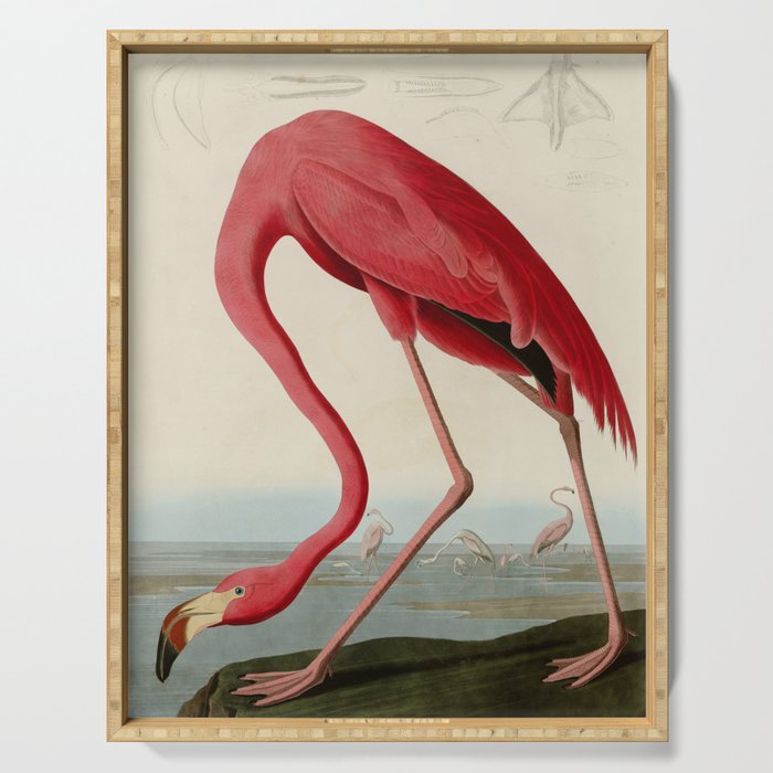 American Flamingo By John James Audubon, Vintage Illustration Serving Tray