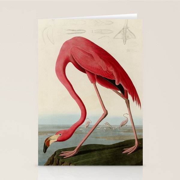 American Flamingo By John James Audubon, Vintage Illustration Stationery Card