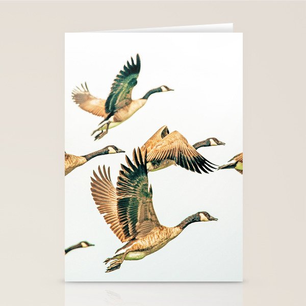 Fly Away || #Photography #Birds Stationery Card