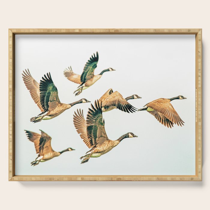 Fly Away || #Photography #Birds Serving Tray