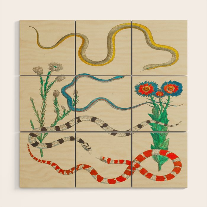 Locupletissimi Rerum Naturalium - Vol. 2 - Albertus Seba Colorful Snake Floral Arrangement Wood Wall Art