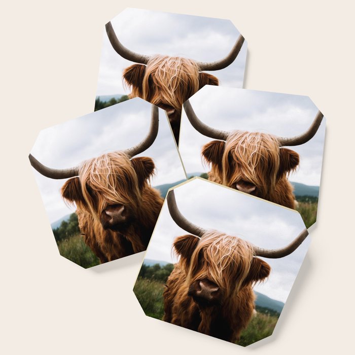Scottish Highland Cattle Portrait Coaster