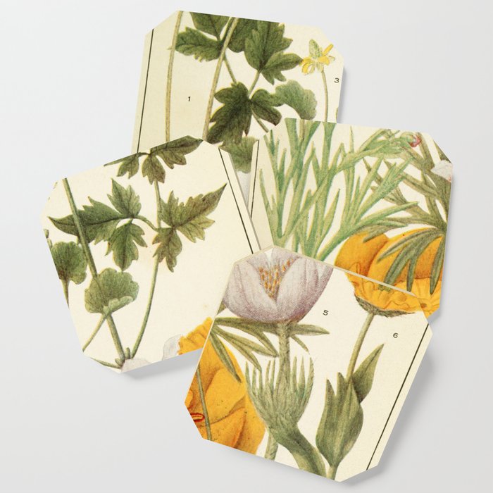Wildflowers From "Rocky Mountain Flowers" (1914) By Edith Clements (Benefitting The Nature Conservancy) Coaster