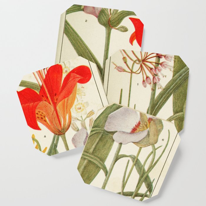 Wildflowers From "Rocky Mountain Flowers" (1914) By Edith Clements (Benefitting The Nature Conservancy) Coaster