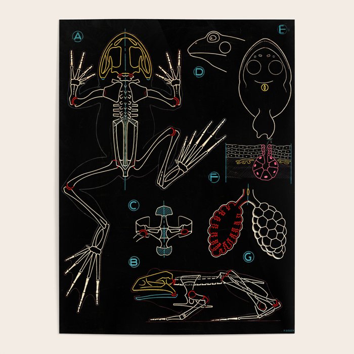 Paul Sougy: The Frog, 1950s (Proceeds Benefit The Nature Conservancy) Poster