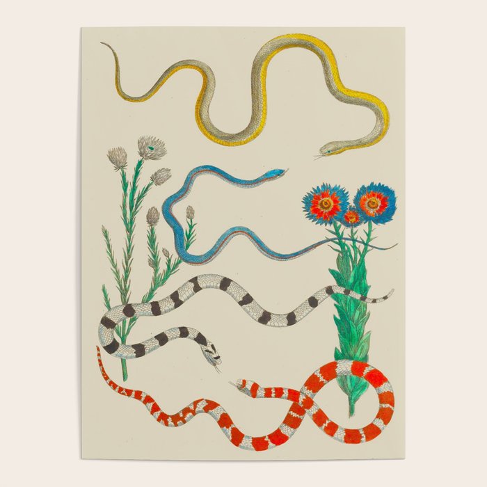 Locupletissimi Rerum Naturalium - Vol. 2 - Albertus Seba Colorful Snake Floral Arrangement Poster