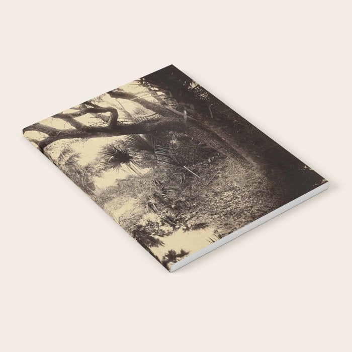 Live Oaks And Palmetto Everglades Florida 1886 - Vintage Photo By George Barker Notebook