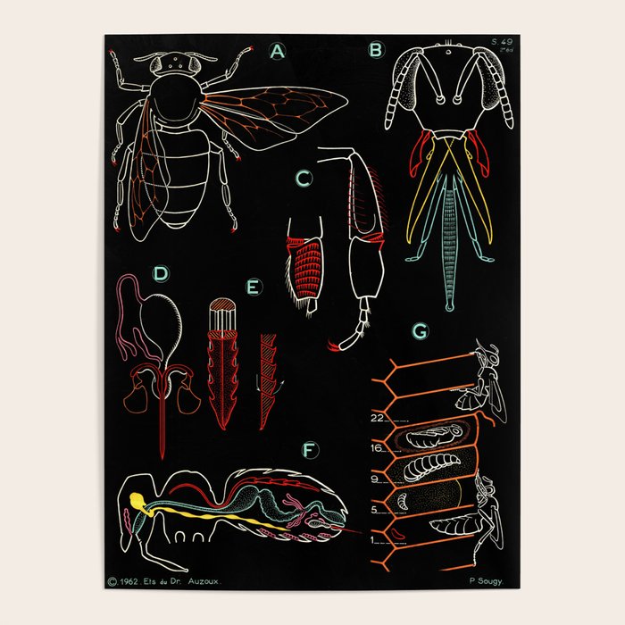 Paul Sougy: The Bee, 1962 (Proceeds Benefit The Nature Conservancy) Poster