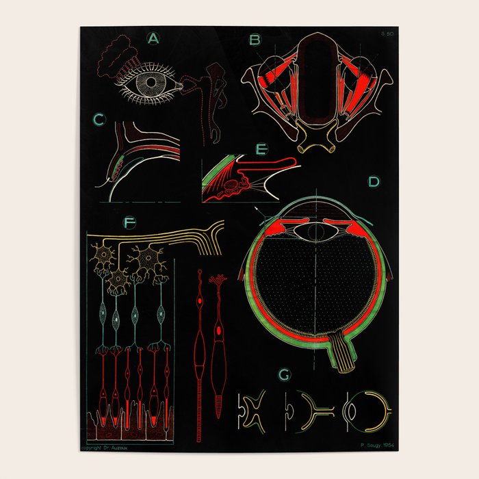 Paul Sougy: The Human Eye, 1954 (Proceeds Benefit The Nature Conservancy) Poster