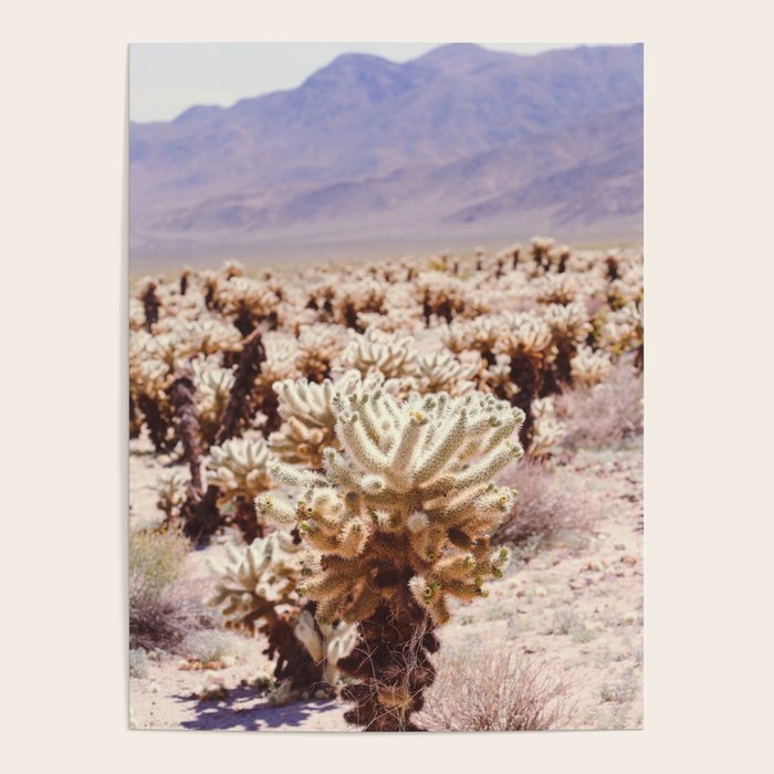 Chollo Cactus Garden - Joshua Tree Poster