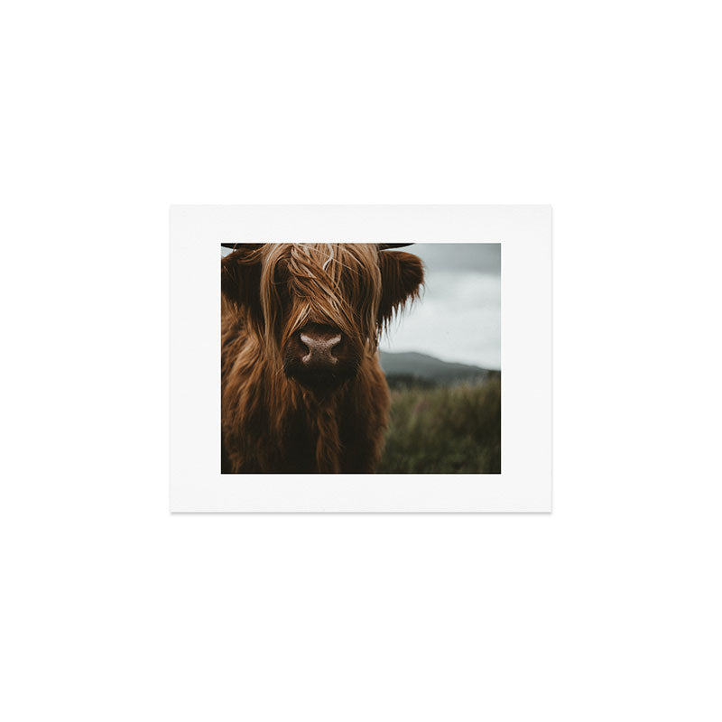 Animal Photography - Scottish Highland Cattle Art Print